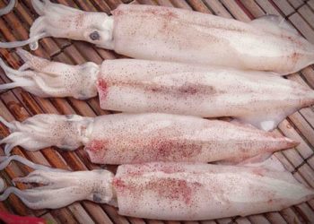 Xuất khẩu mực, bạch tuộc sang hầu hết thị trường chính tăng