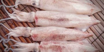 Xuất khẩu mực, bạch tuộc sang hầu hết thị trường chính tăng