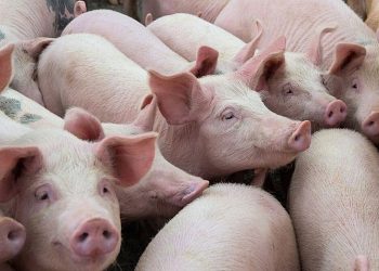 Giá lợn hơi hôm nay 9/9: Tiếp tục tăng nhẹ tại một số tỉnh, thành trên cả nước