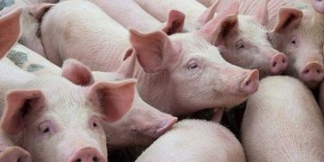 Giá lợn hơi hôm nay 9/9: Tiếp tục tăng nhẹ tại một số tỉnh, thành trên cả nước
