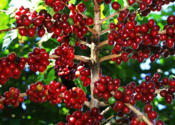 Giá cà phê hôm nay 14/9: Tăng nhẹ, cao nhất đạt 33.900 đồng/kg