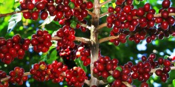 Giá cà phê hôm nay 14/9: Tăng nhẹ, cao nhất đạt 33.900 đồng/kg