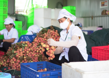 Hàng loạt nông sản Việt Nam sắp lên đường sang EU
