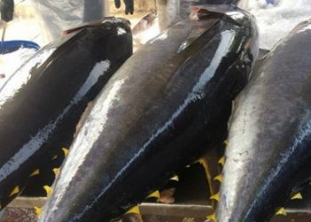 Hiệp định EVFTA có hiệu lực, xuất khẩu cá ngừ sang EU tăng trở lại