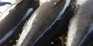 Hiệp định EVFTA có hiệu lực, xuất khẩu cá ngừ sang EU tăng trở lại