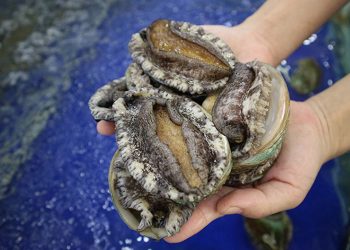 Bào ngư giá rẻ “gắn mác” Hàn Quốc tràn ngập TP Hồ Chí Minh