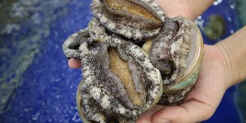 Bào ngư giá rẻ “gắn mác” Hàn Quốc tràn ngập TP Hồ Chí Minh