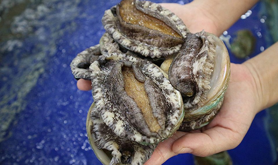 Bào ngư giá rẻ “gắn mác” Hàn Quốc tràn ngập TP Hồ Chí Minh