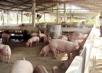 Lợn hơi lao dốc mạnh về 70.000 đồng/kg: Đâu là mốc tiếp theo?