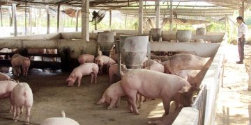 Lợn hơi lao dốc mạnh về 70.000 đồng/kg: Đâu là mốc tiếp theo?