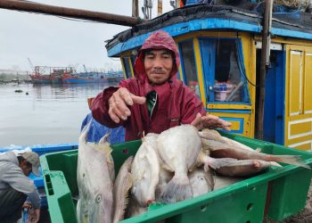 Đà Nẵng: “Lộc biển” toàn cá ngon, ngư dân phấn khởi vươn khơi mong “Tết ấm”