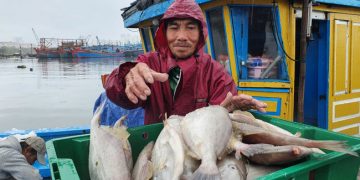 Đà Nẵng: “Lộc biển” toàn cá ngon, ngư dân phấn khởi vươn khơi mong “Tết ấm”