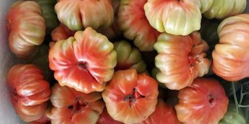 Chán rau quả nhập khẩu, dân Việt săn lùng đồ rừng độc lạ thưởng thức