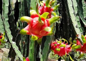 Xuất khẩu rau quả 11 tháng năm 2020 giảm 11,7% so với cùng kỳ