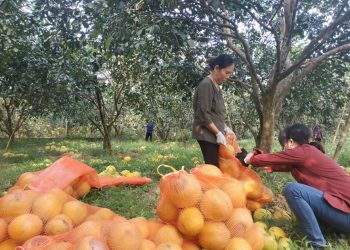 Thị trường cam, bưởi cuối năm: Được mùa… giá thấp