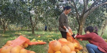 Thị trường cam, bưởi cuối năm: Được mùa… giá thấp