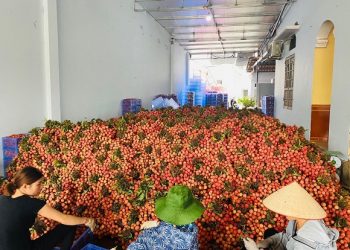 50 tấn vải thiều đã được xuất khẩu sang Nhật Bản