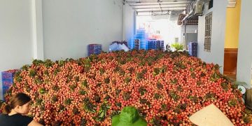 50 tấn vải thiều đã được xuất khẩu sang Nhật Bản