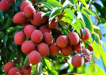 Tiêu thụ được gần 100.000 tấn vải thiều