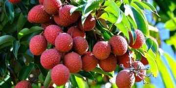 Tiêu thụ được gần 100.000 tấn vải thiều