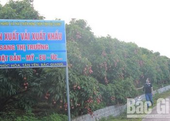 Bắc Giang: Vụ vải thiều sớm thắng lợi ngay trong ‘mùa dịch COVID-19’