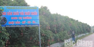 Bắc Giang: Vụ vải thiều sớm thắng lợi ngay trong ‘mùa dịch COVID-19’