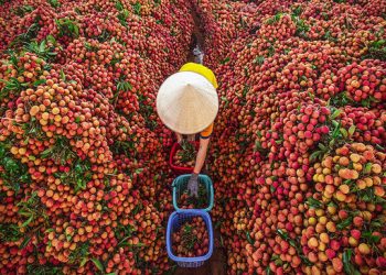 Bắc Giang xuất khẩu gần 11.000 tấn vải thiều sang Mỹ, Nhật Bản