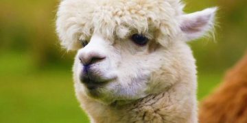 Phát hiện kháng thể chặn được biến chủng Delta