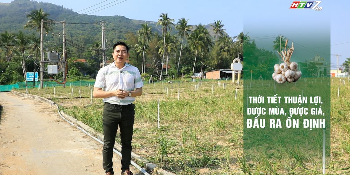 NỒNG ẤM VÀ DỊU NGỌT MÙA TỎI LÝ SƠN 2023 – 2024