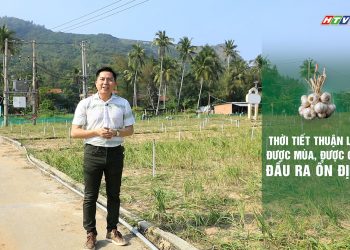 NỒNG ẤM VÀ DỊU NGỌT MÙA TỎI LÝ SƠN 2023 – 2024