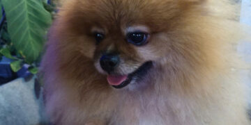 Kinh tế “thú cưng” tăng trưởng nhanh nhờ xu hướng sống mới