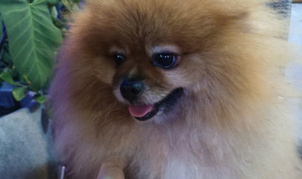 Kinh tế “thú cưng” tăng trưởng nhanh nhờ xu hướng sống mới