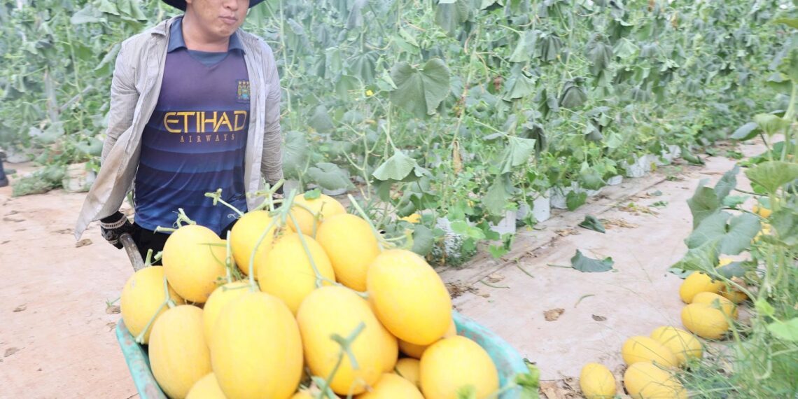Phát động cuộc thi “Ngành nghề nông thôn TP. HCM – Xanh hơn mỗi ngày” năm 2026