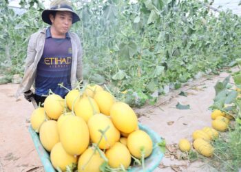 Phát động cuộc thi “Ngành nghề nông thôn TP. HCM – Xanh hơn mỗi ngày” năm 2026
